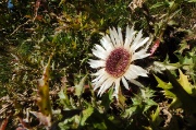 14 Carlina in piena apertura 